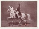 Postkarte - Spanische Reitschule Wien - gelaufen